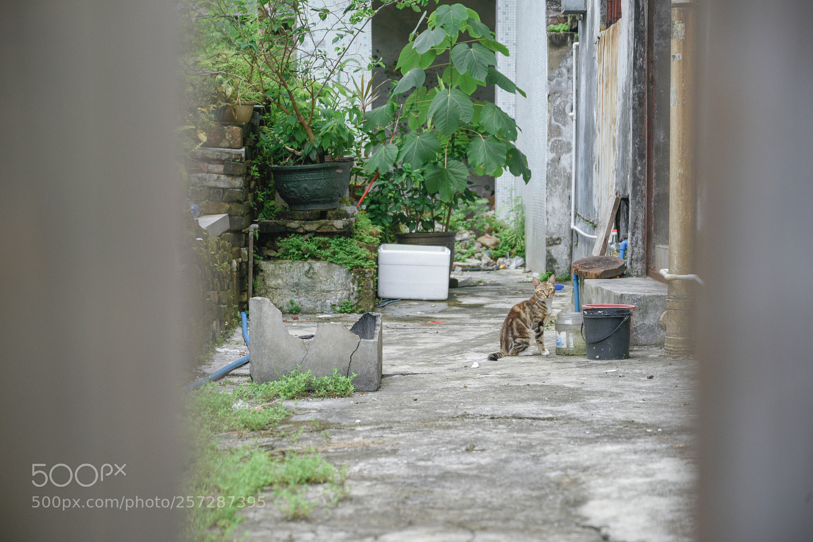 Nikon D750 sample photo. Cat photography