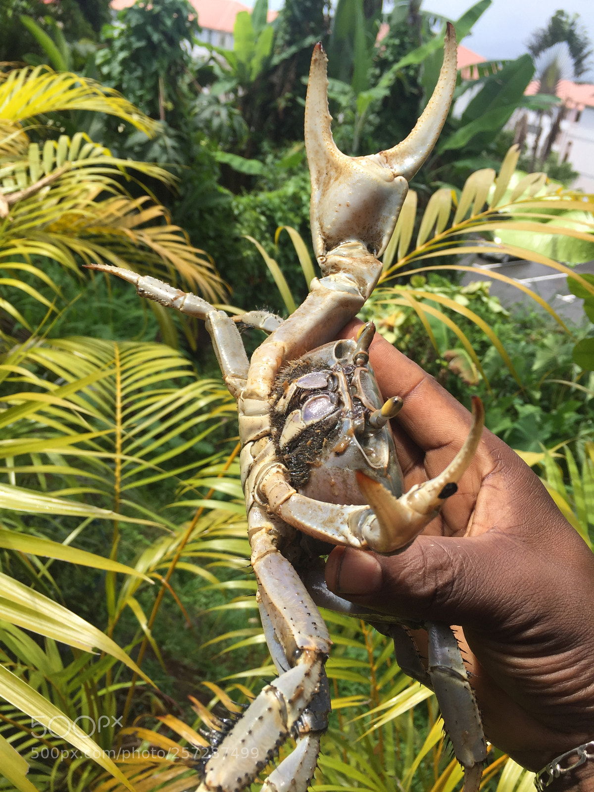 Apple iPhone 6 sample photo. Crabe de terre photography