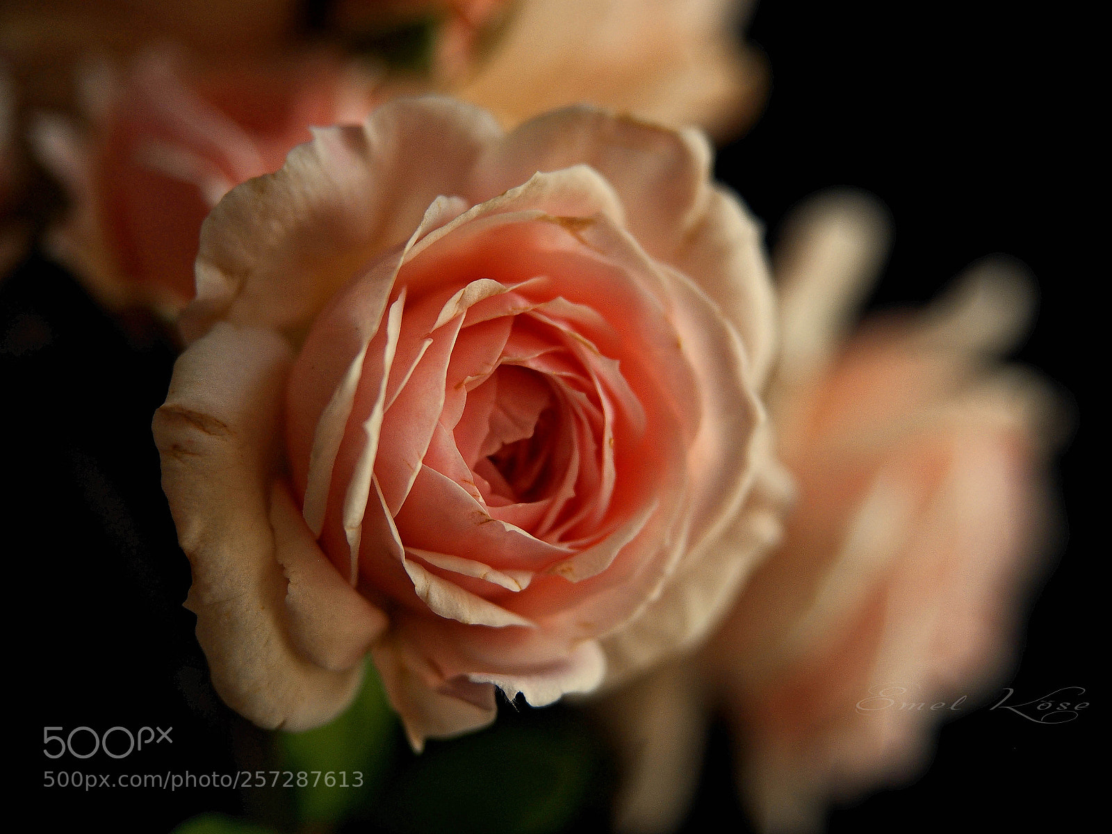 Olympus OM-D E-M5 sample photo. Pink rose photography