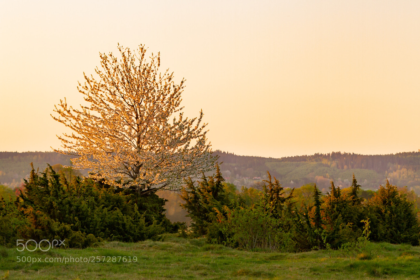 Canon EOS 7D sample photo. Morning at moorland photography