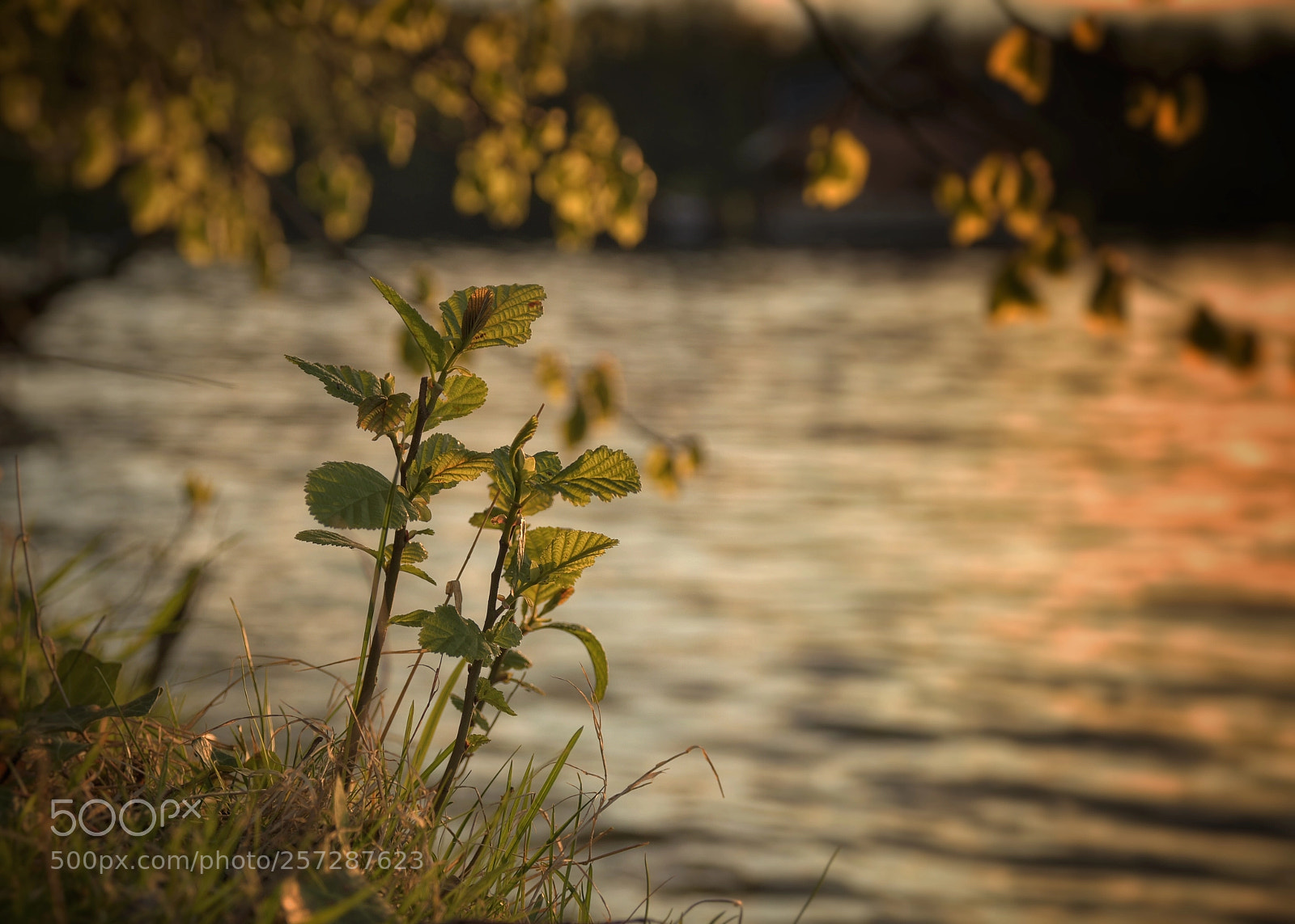 Nikon D500 sample photo. Am fluss  photography