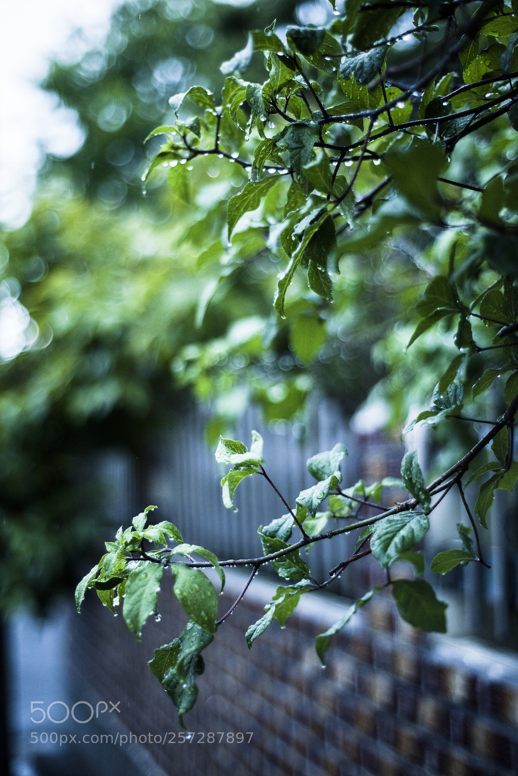 Nikon D810 sample photo. It is raining   no.5 photography