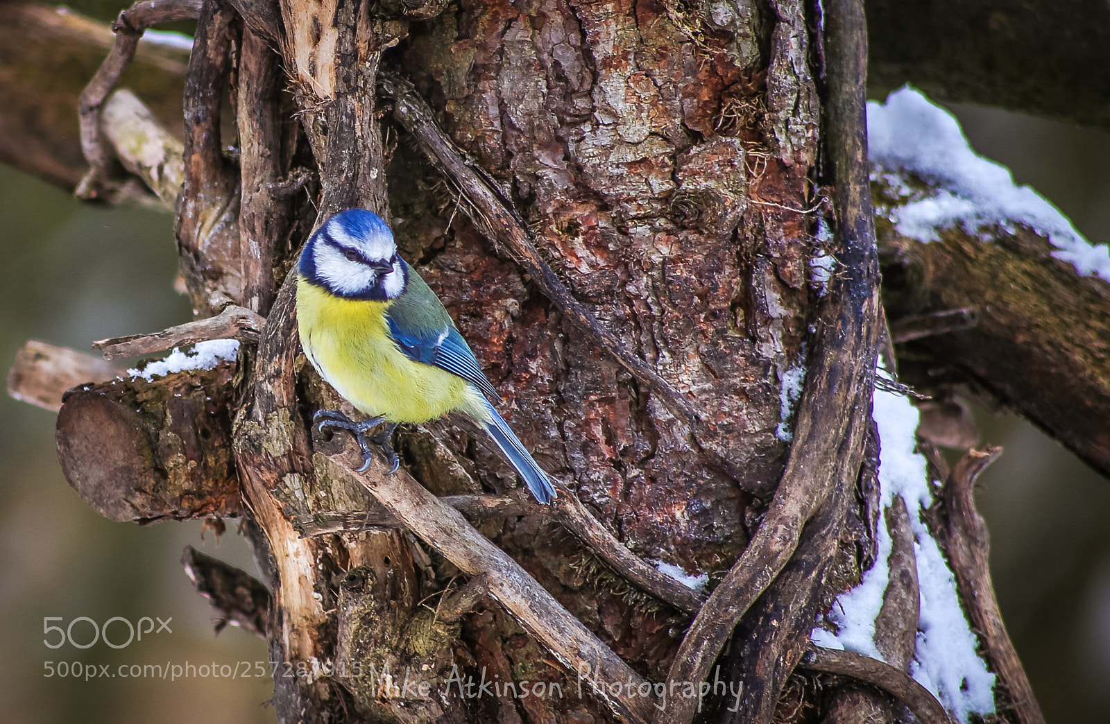Canon EOS 6D sample photo. Blue tit in winter photography
