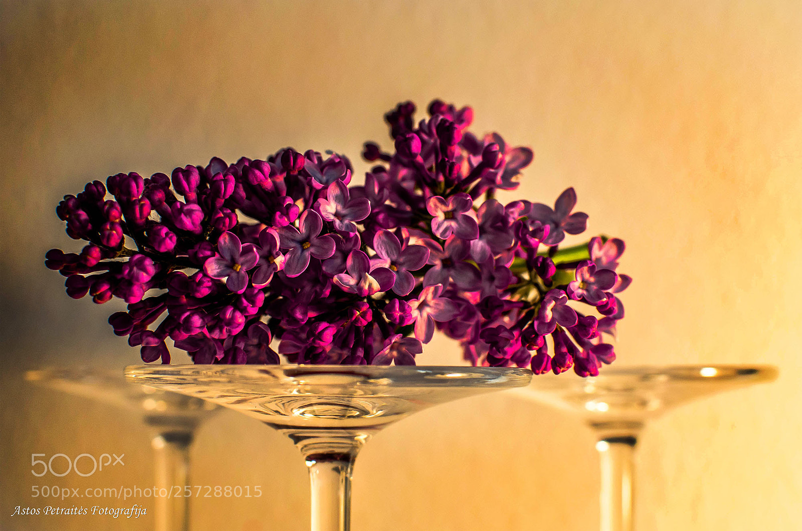 Nikon D5100 sample photo. Blossom photography