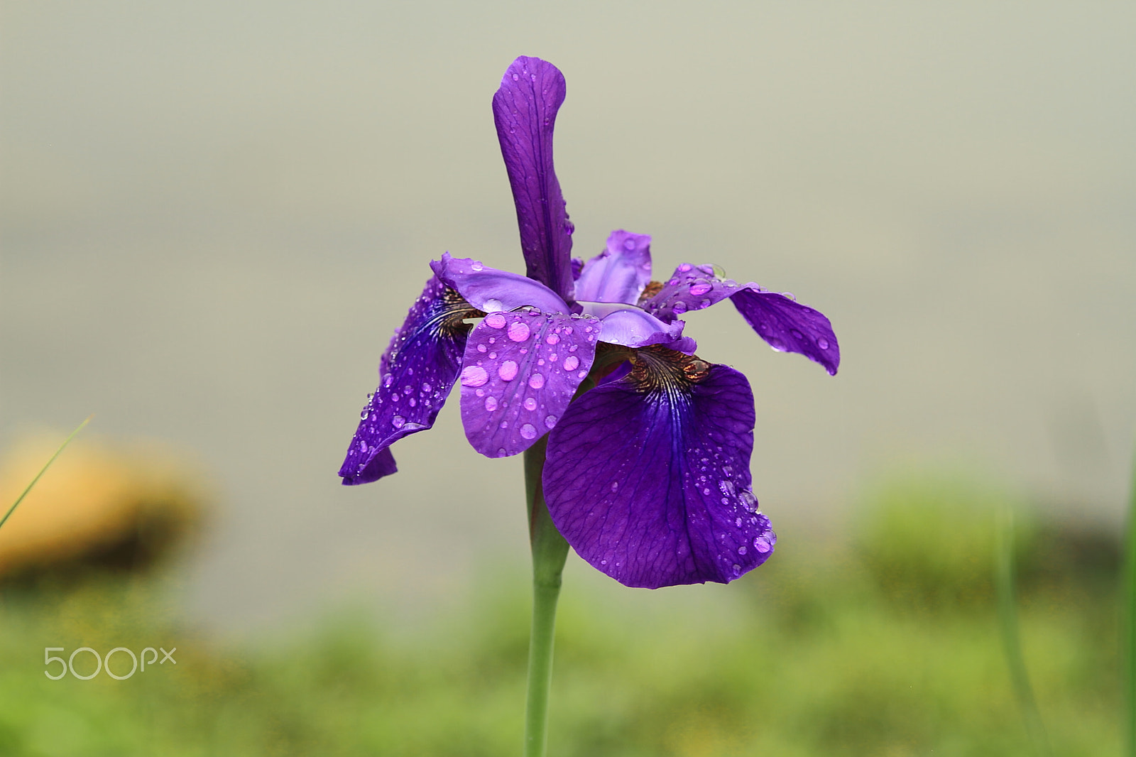 Canon EOS 7D sample photo. Iris photography