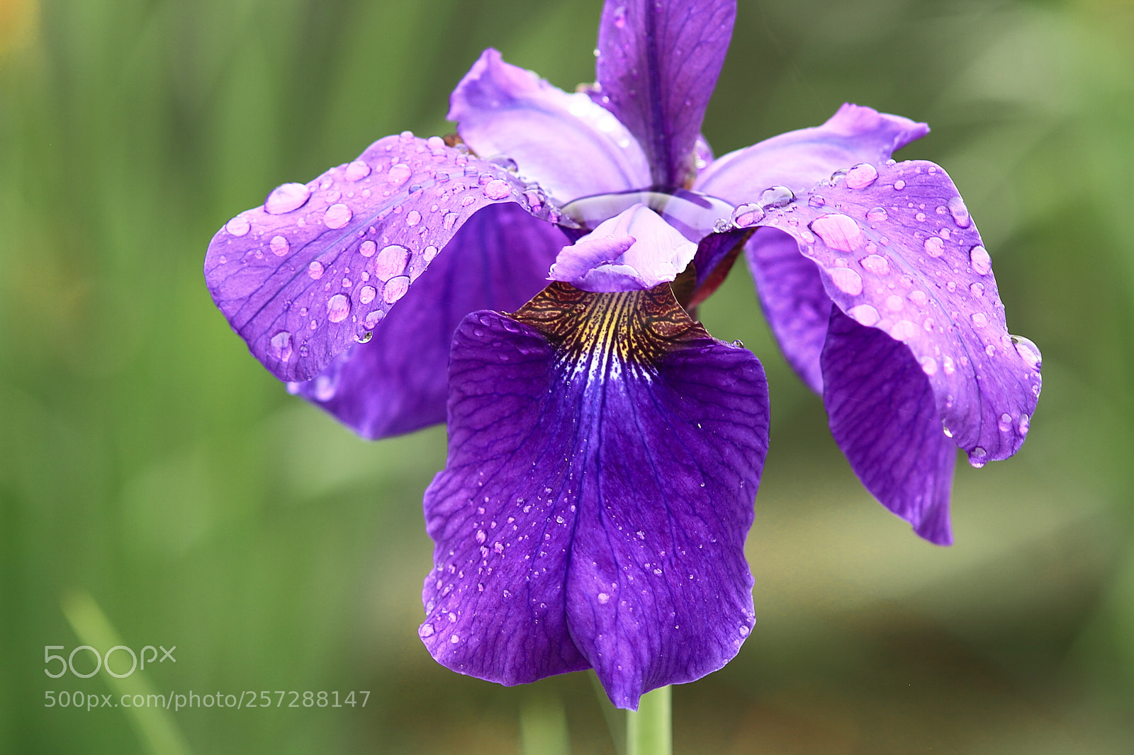 Canon EOS 7D sample photo. Iris photography