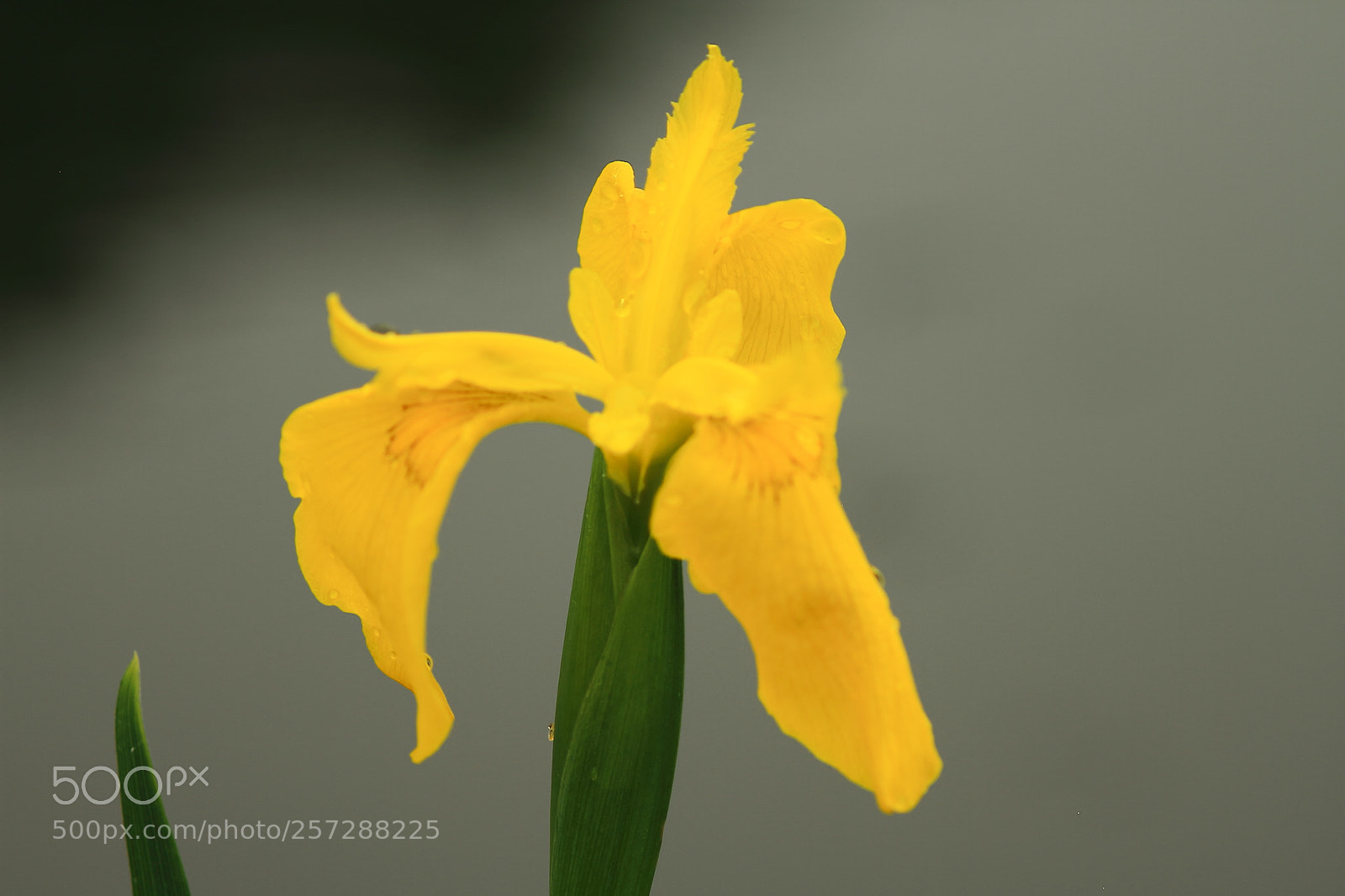 Canon EOS 7D + Canon EF 50mm F1.8 II sample photo. Iris photography