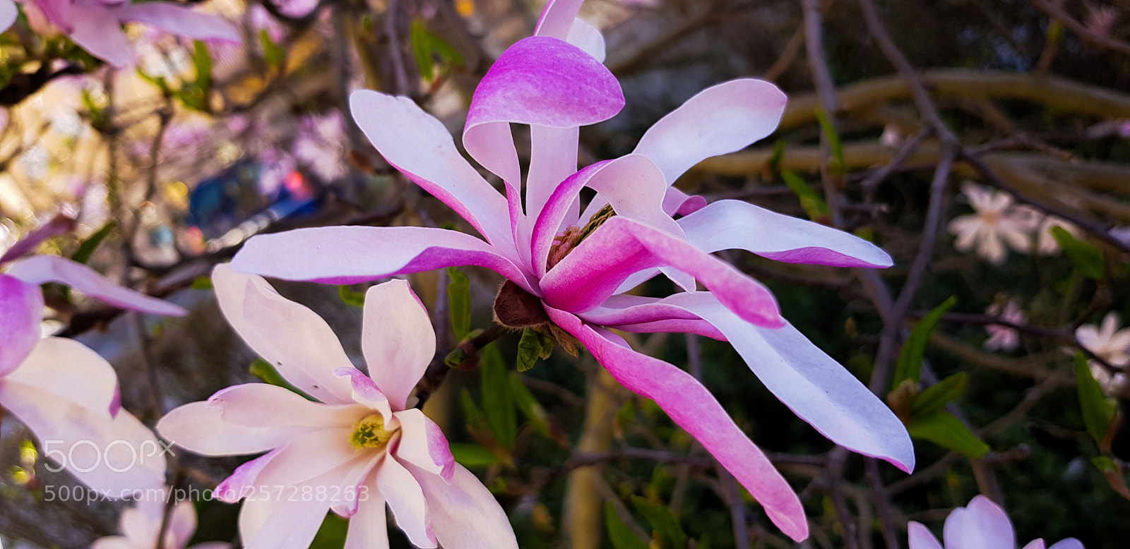 Samsung Galaxy S8 sample photo. Pink magnolia flowers and photography