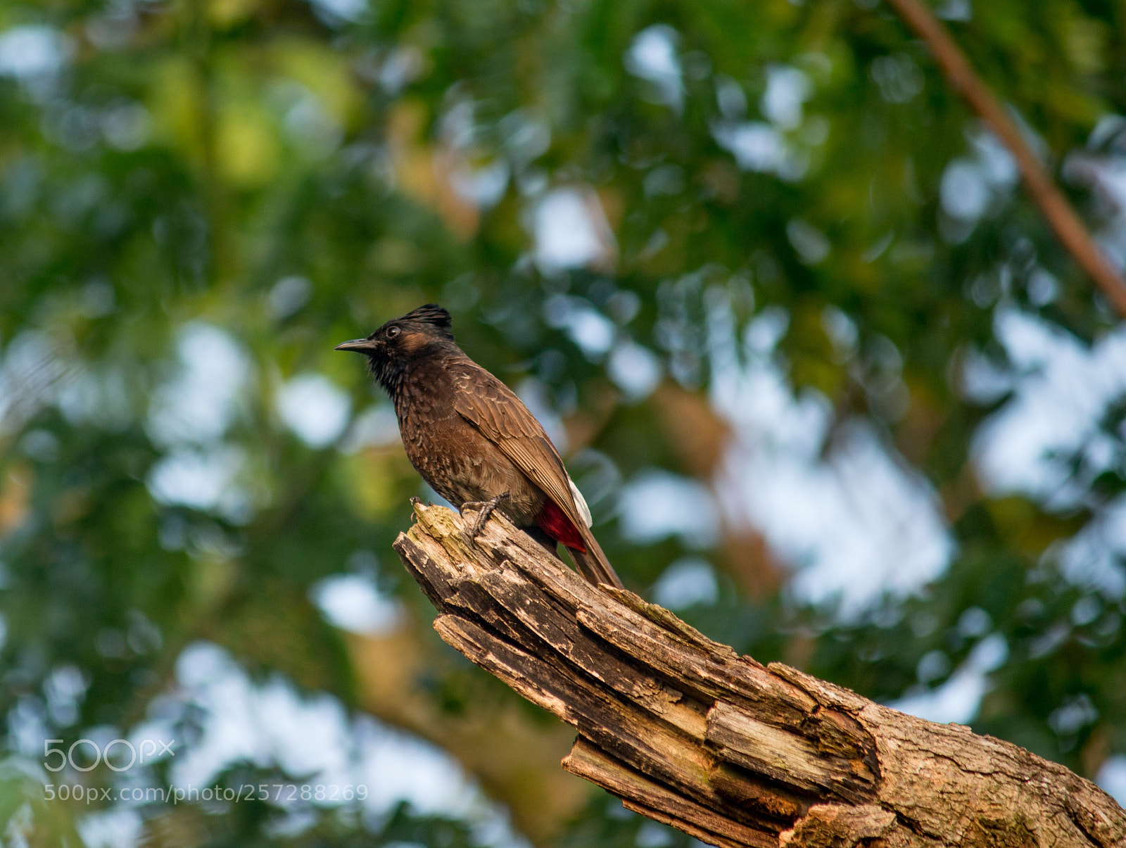 Canon EOS 700D (EOS Rebel T5i / EOS Kiss X7i) sample photo. Red vented bulbul photography