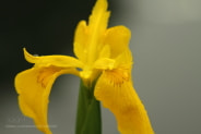 Canon EOS 7D + Canon EF 50mm F1.8 II sample photo. Img photography