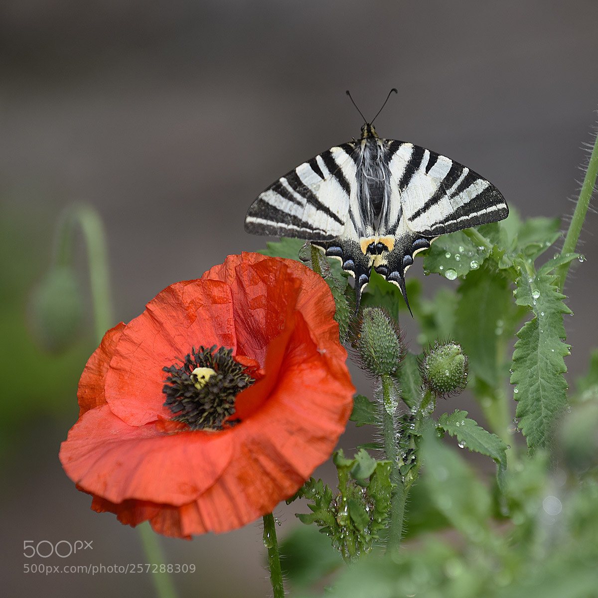 Nikon D810 sample photo. Podalirio in giardino photography