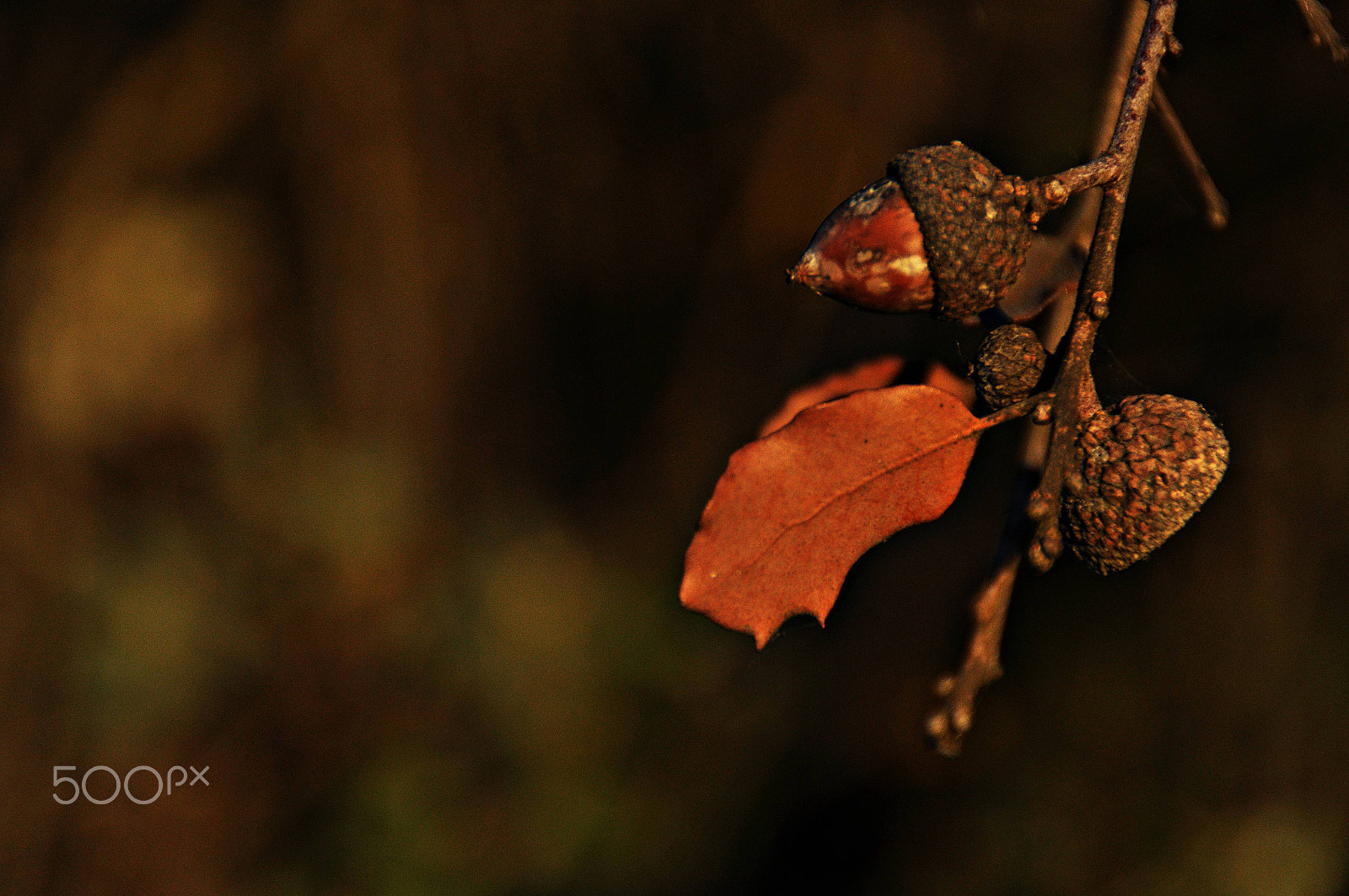Nikon D5000 sample photo. Byynnoo () photography