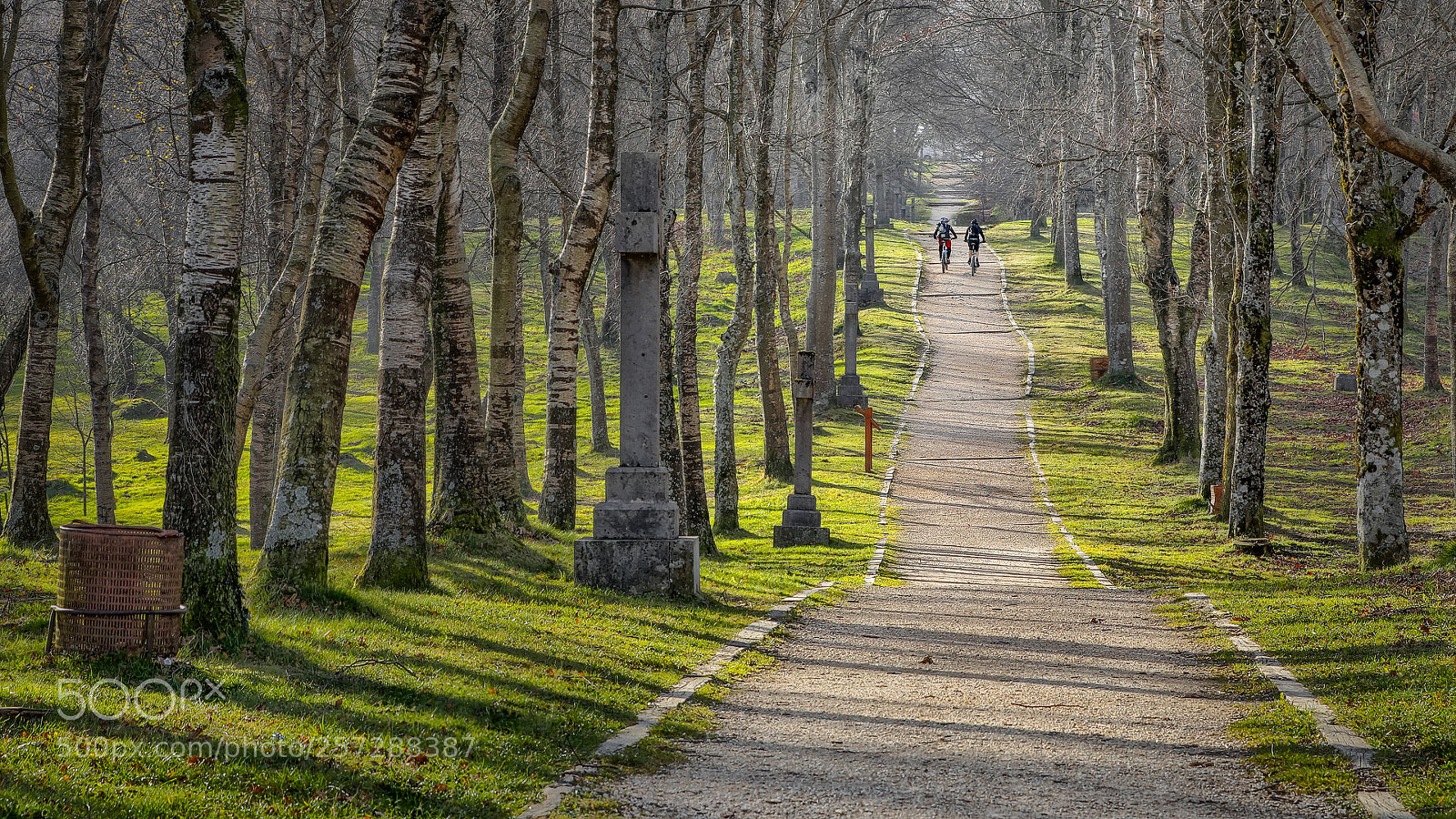 Canon EOS 70D sample photo. Road between birches paseo photography