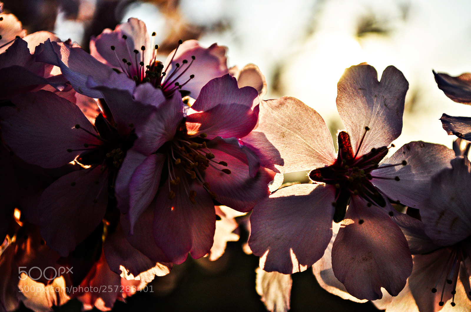 Nikon D5000 sample photo. Bnnuyy () photography