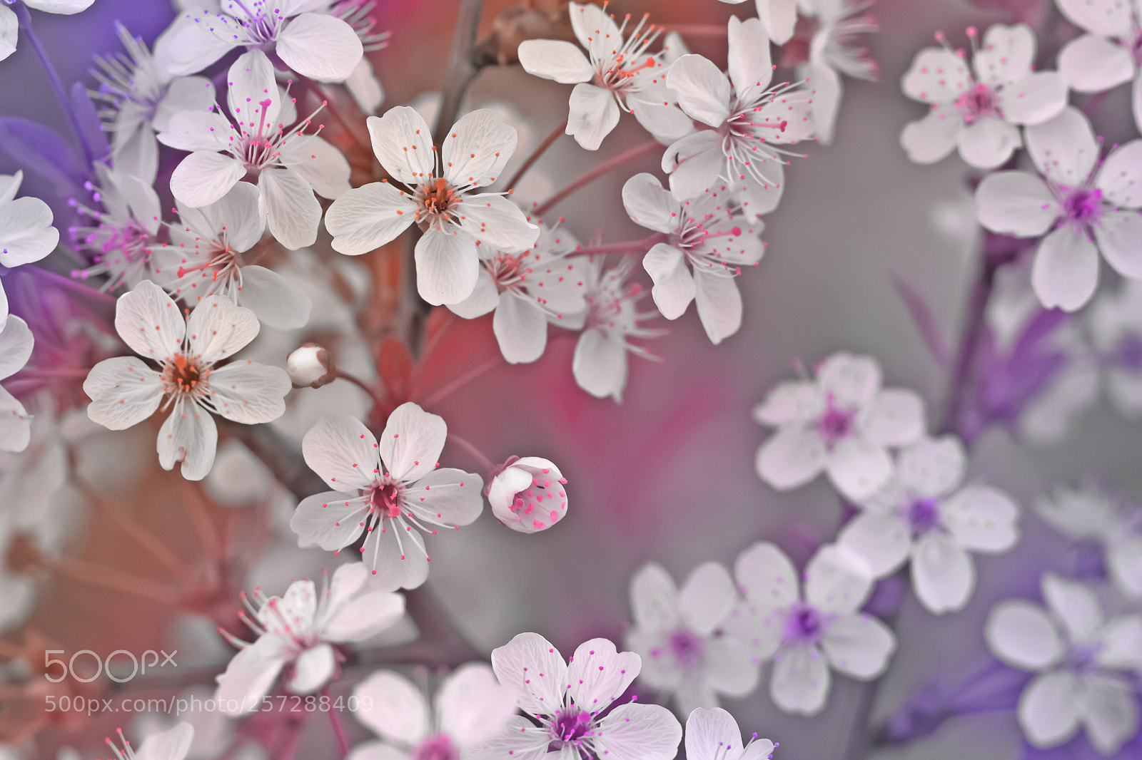 Canon EOS 60D sample photo. The blossoming cherry branch photography