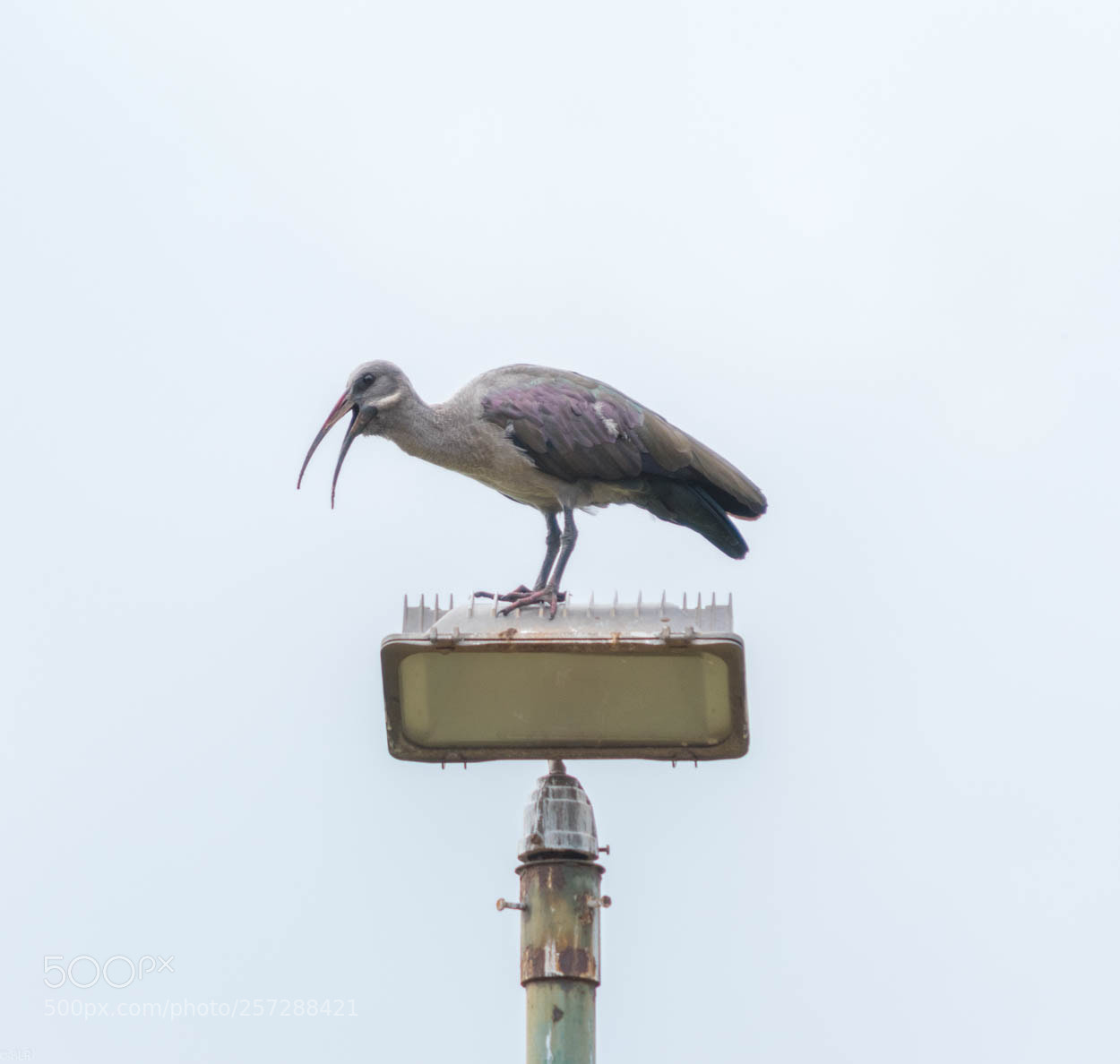Nikon D5600 sample photo. Angry bird photography