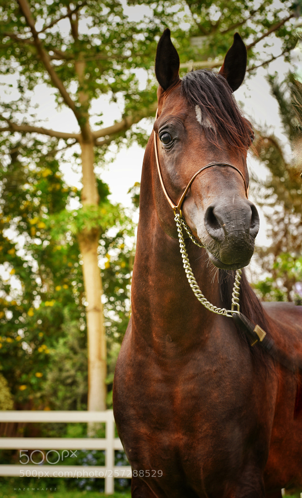 Nikon D810 sample photo. Handsome ... photography