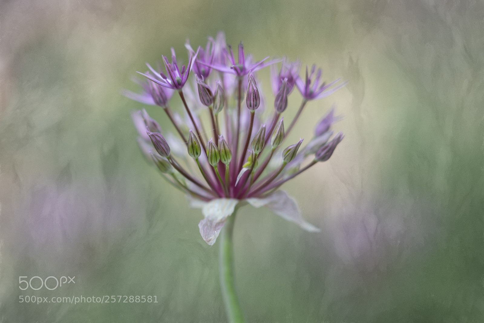 Canon EOS 5D Mark IV sample photo. Alium photography