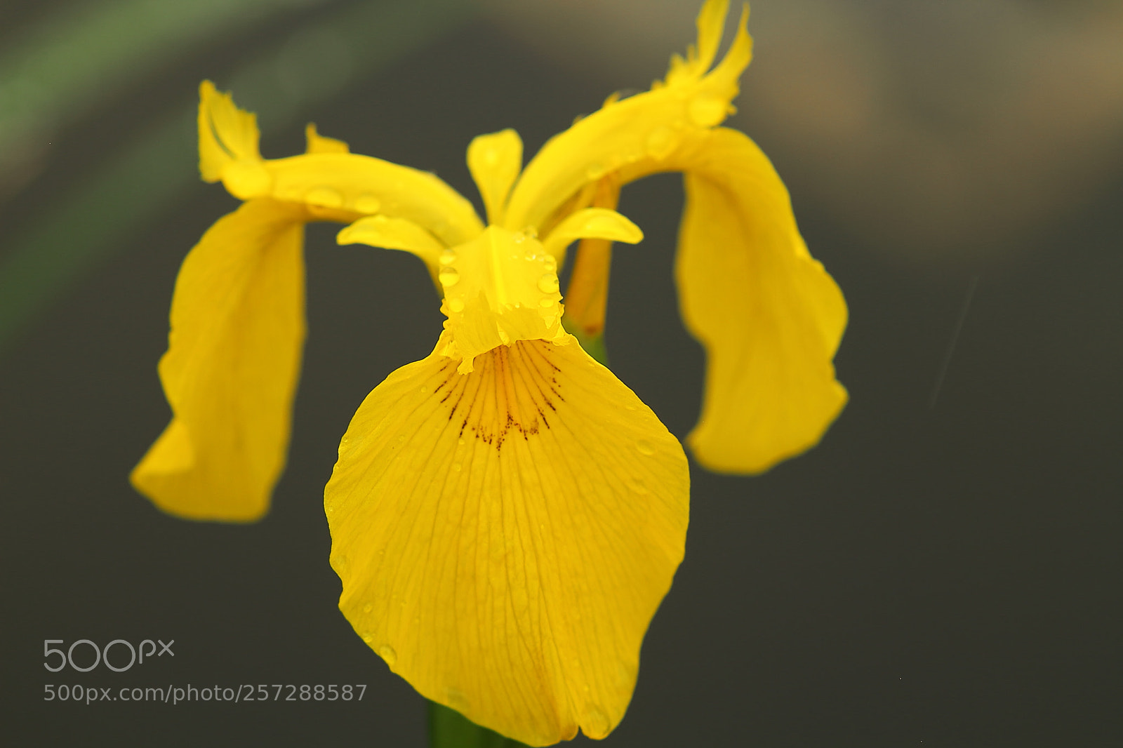 Canon EOS 7D + Canon EF 50mm F1.8 II sample photo. Iris photography