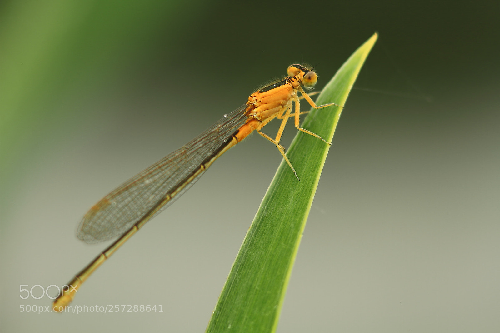 Canon EOS 7D sample photo. Dragonfly photography