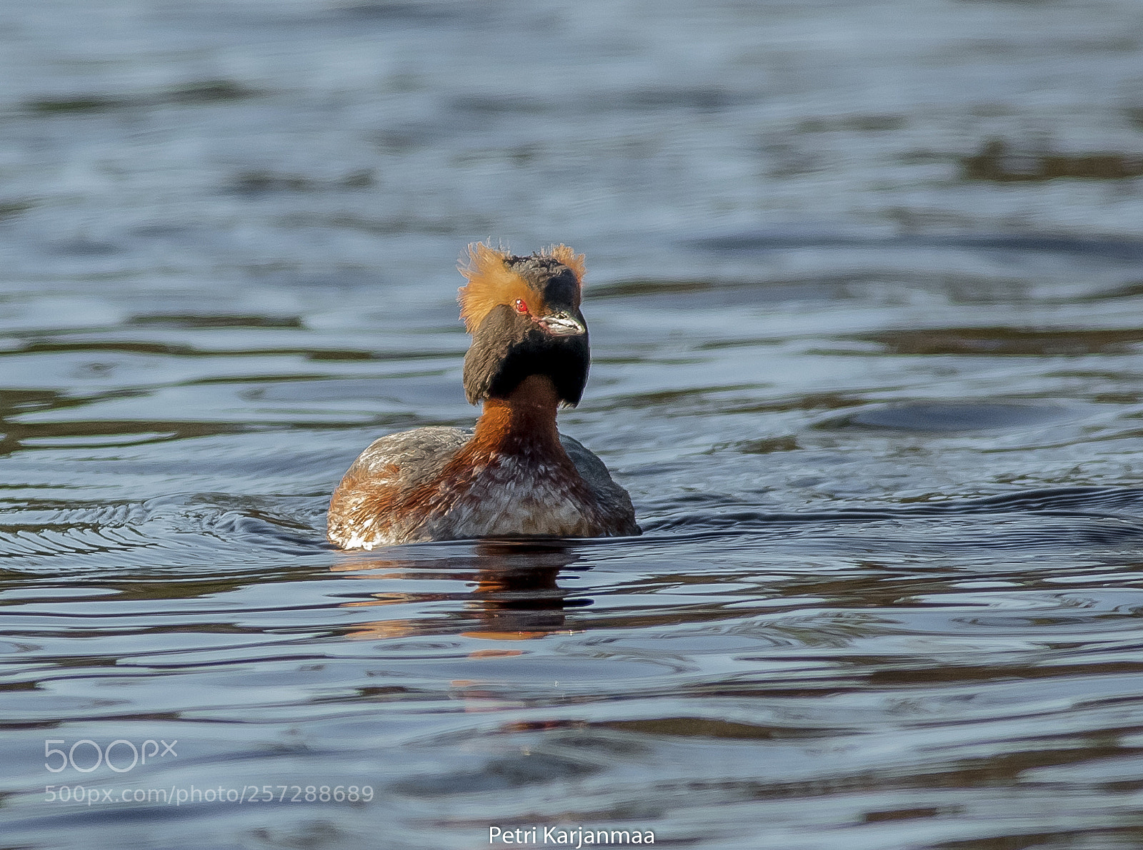 Canon EOS 7D Mark II sample photo. Podiceps auritus photography