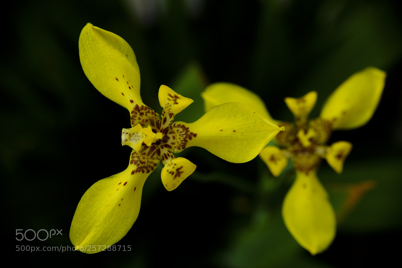Fujifilm X-M1 sample photo. Yellow walking iris photography