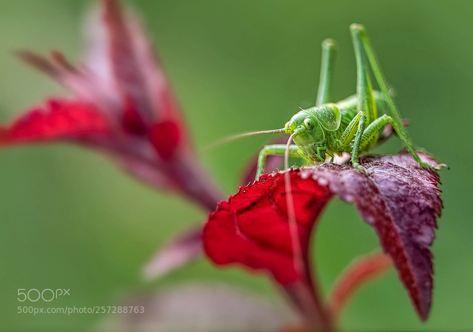 Olympus OM-D E-M1 Mark II sample photo. En rojo y verde... photography