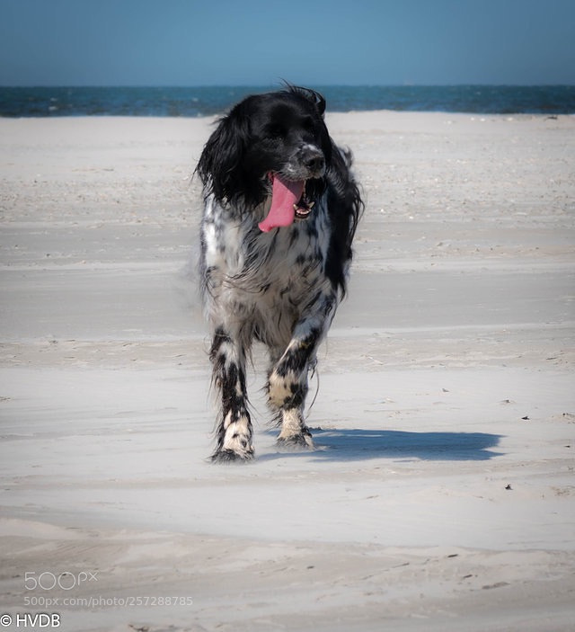 Nikon D5500 sample photo. Marco on the beach photography
