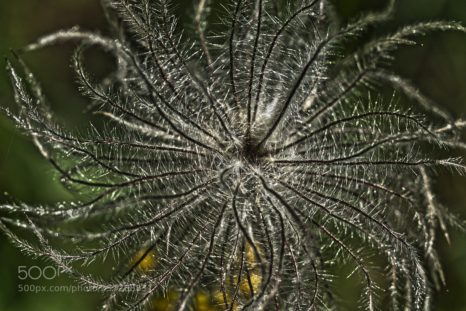 Sony ILCA-77M2 sample photo. Pulsatilla vulgaris fruit photography