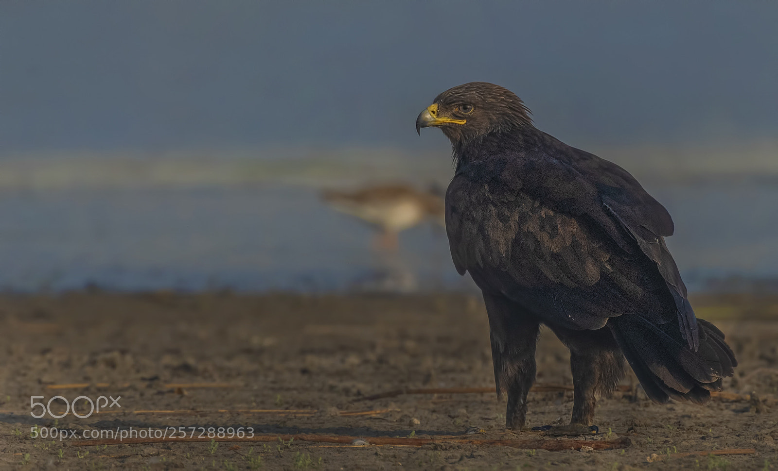 Nikon D500 sample photo. Greater spotted eagle photography