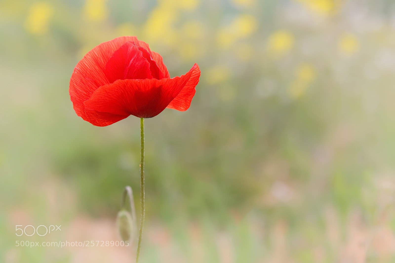 Canon EOS 70D sample photo. Poppy / amapola photography