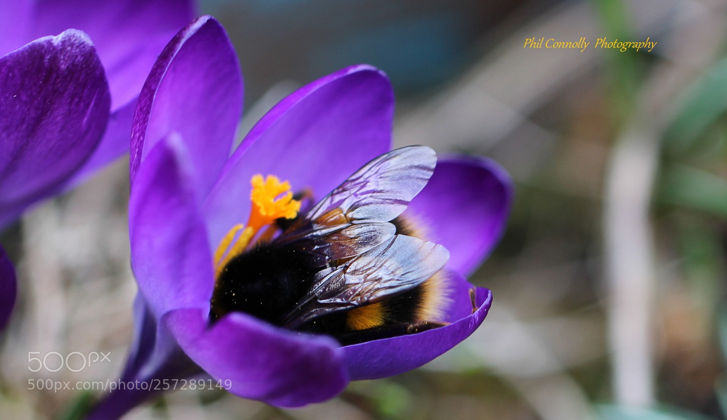 Canon EOS 600D (Rebel EOS T3i / EOS Kiss X5) sample photo. Let it bee photography
