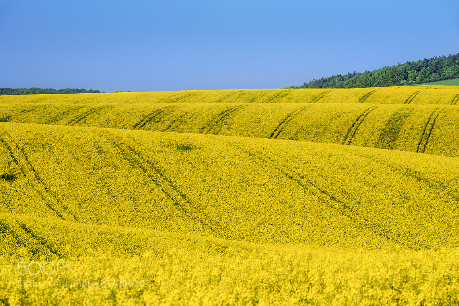 Nikon D750 sample photo. Fields with rapeseed culture photography