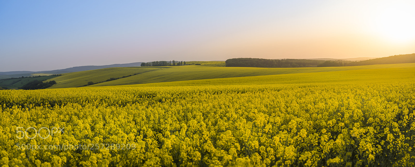 Nikon D750 sample photo. Panorama of rapeseed fields photography