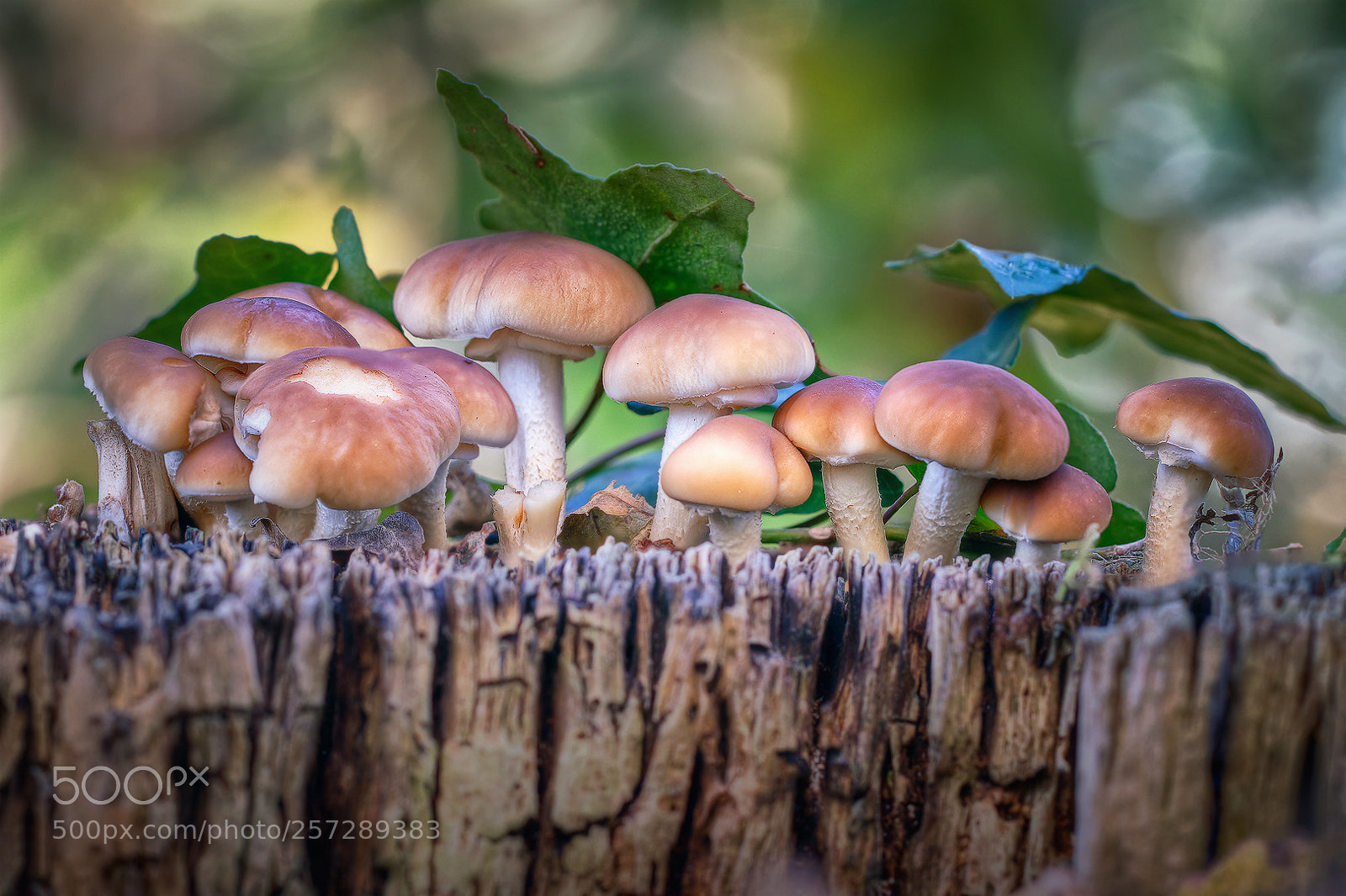 Canon EOS 70D sample photo. Mushrooms / setas photography