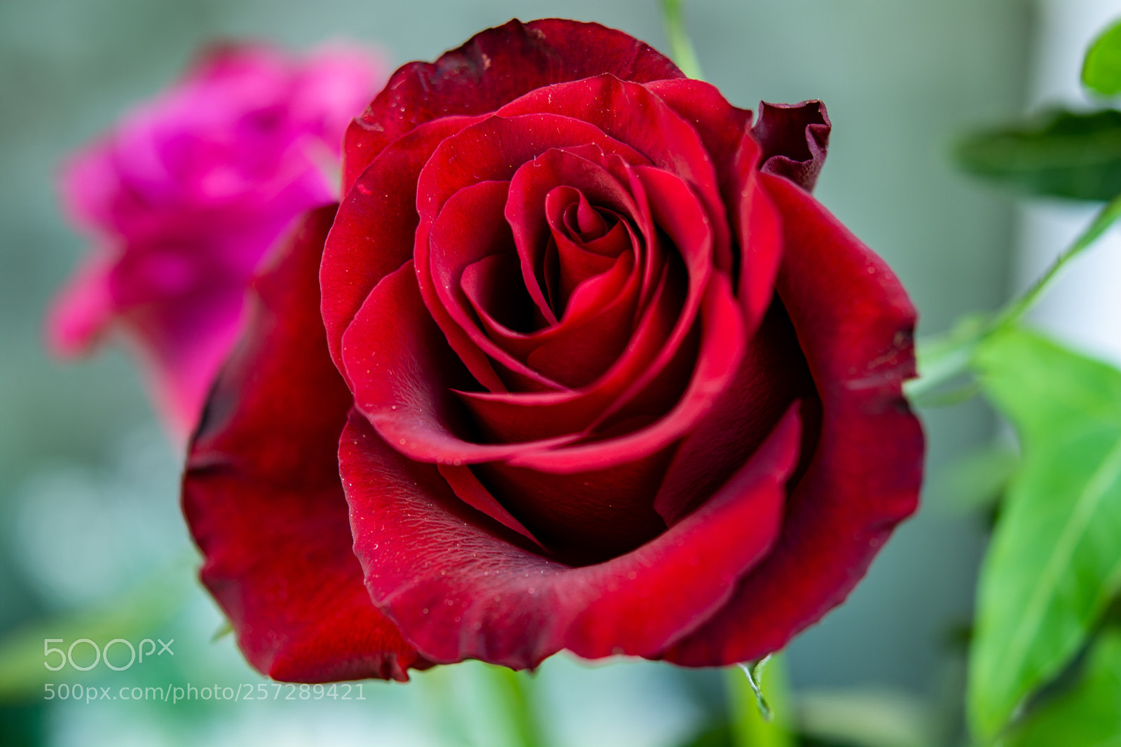 Nikon D7100 sample photo. Rosen... photography