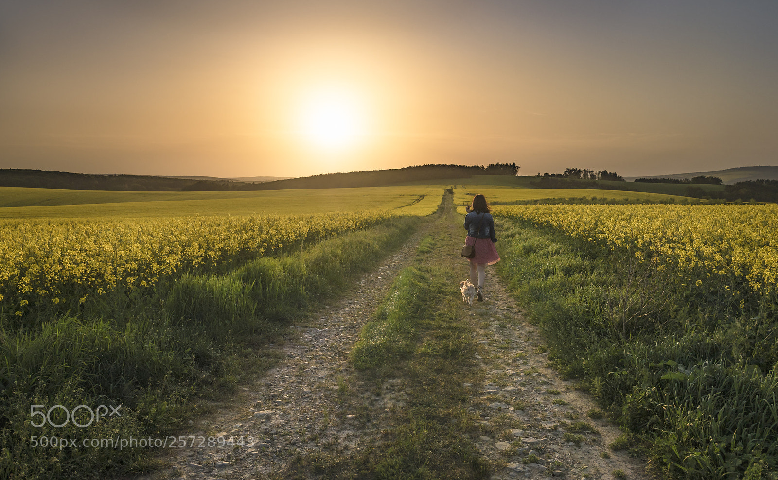 Nikon D750 sample photo. Woman with dog walking photography