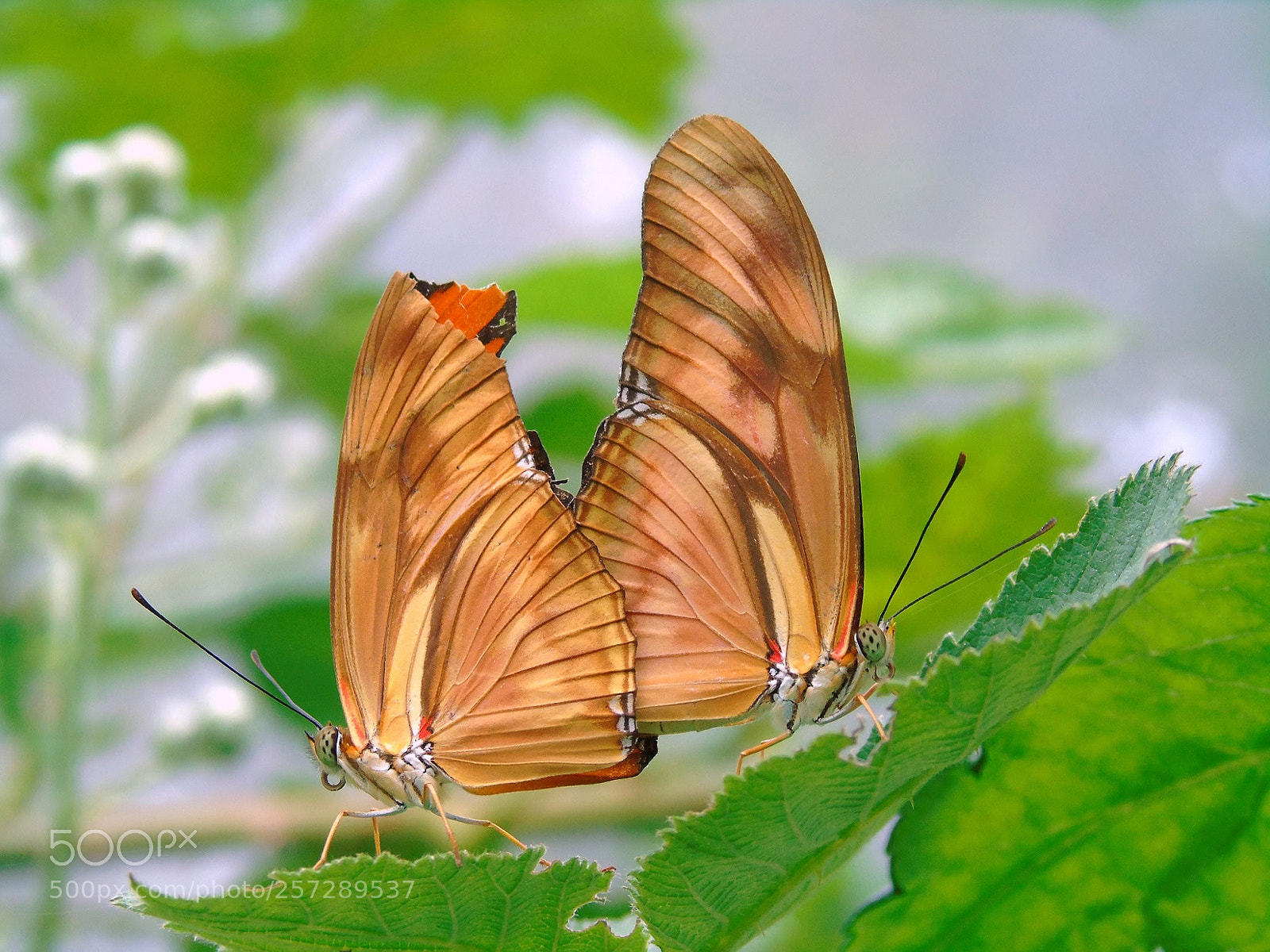 Sony Cyber-shot DSC-H400 sample photo. Dryas julia in love.. photography