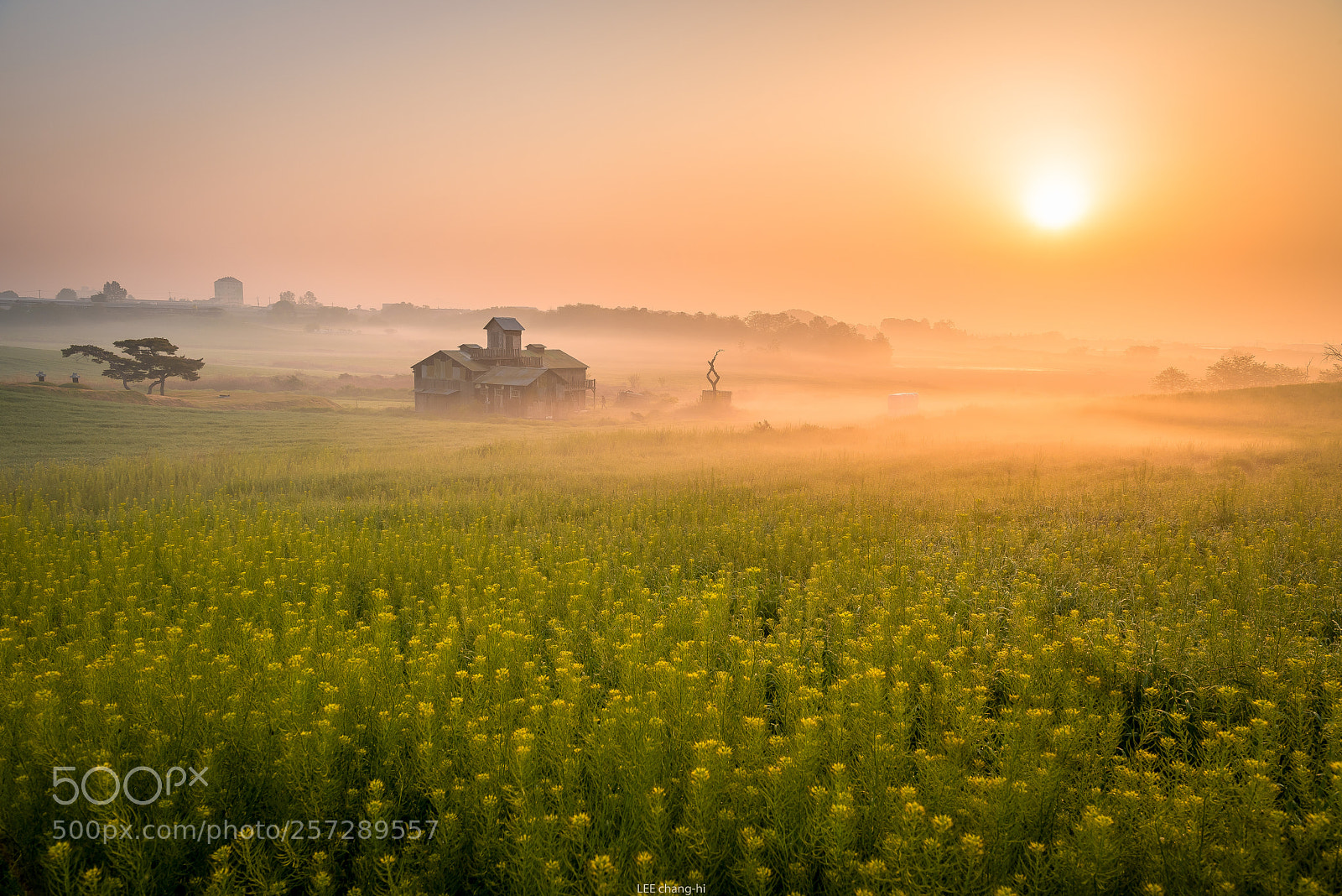 Nikon D810 sample photo. Foggy morning photography