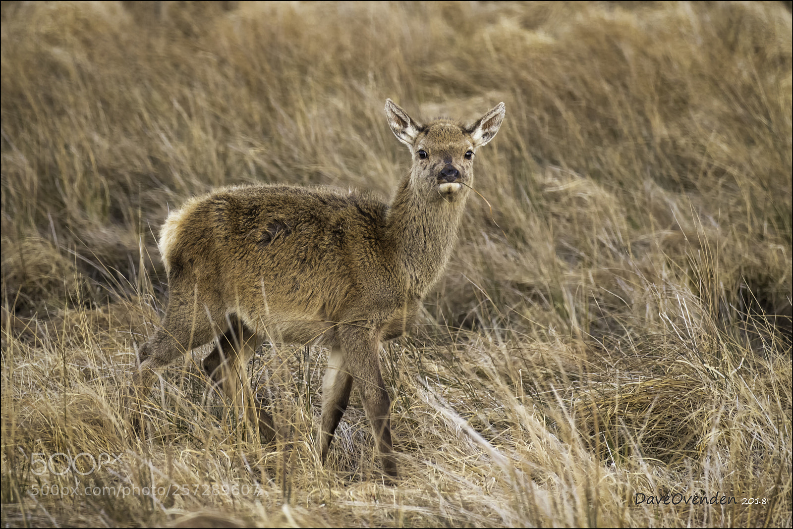 Canon EOS-1D X Mark II sample photo. Fawn photography