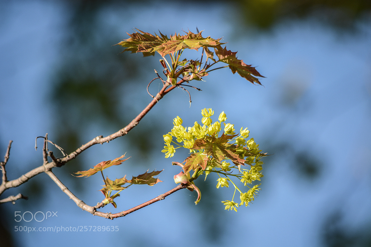 Nikon D7100 sample photo. Весна... во сне... иль наяву... photography