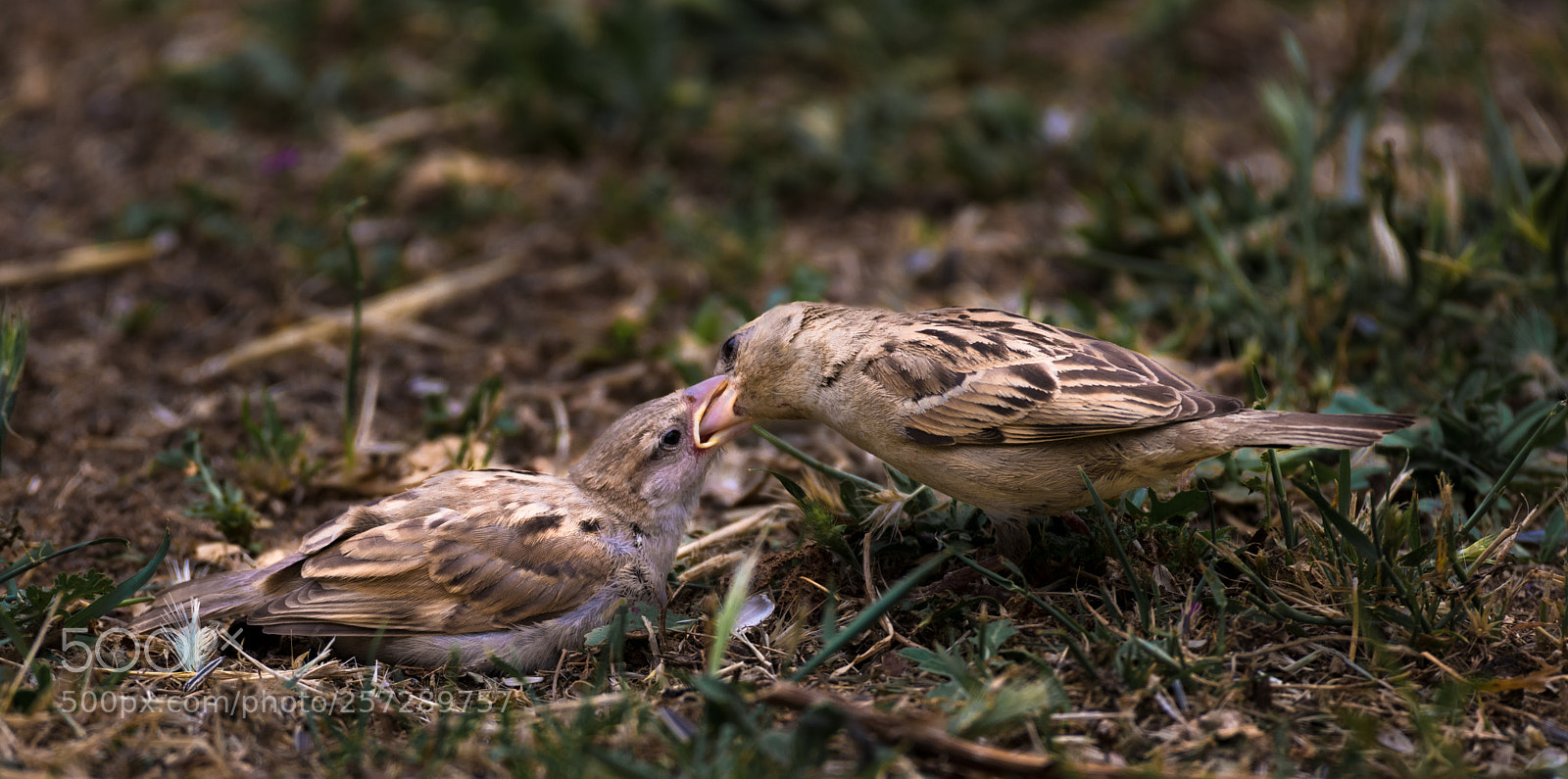 Nikon D850 sample photo. Feed me mom photography