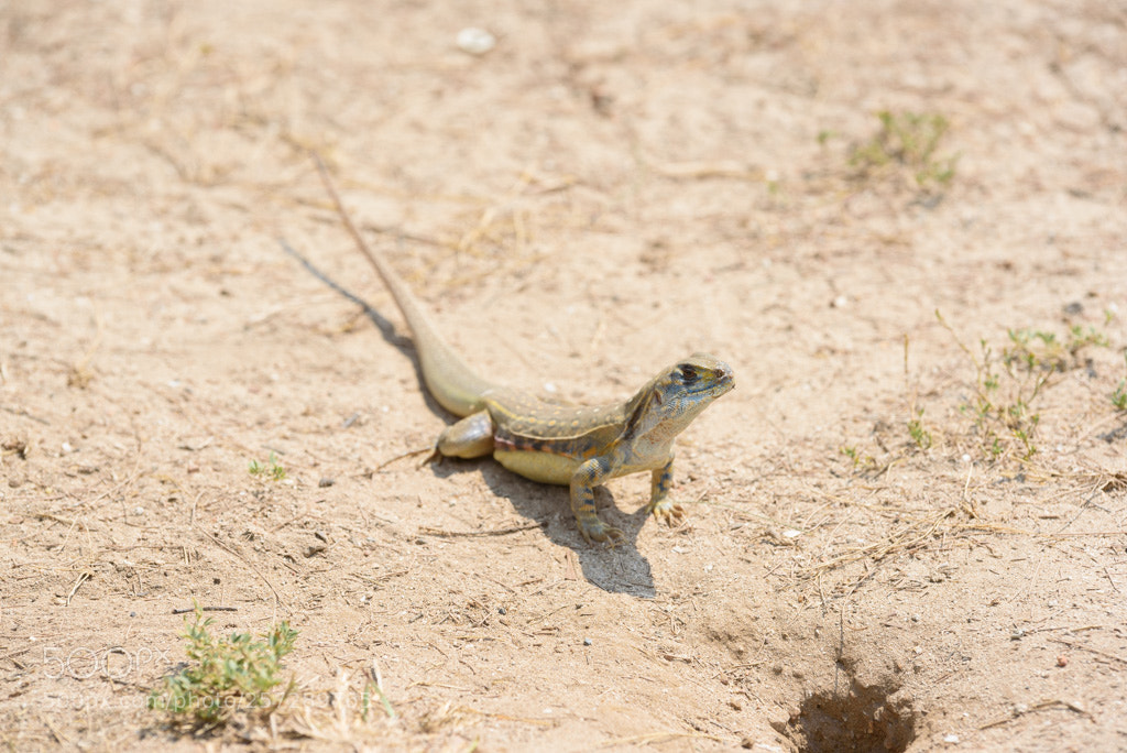 Nikon D750 sample photo. Reptile photography