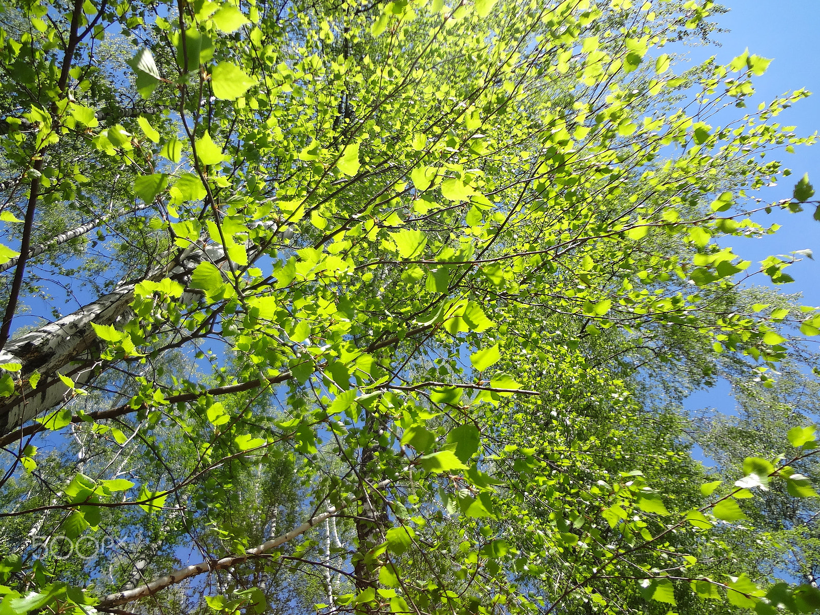 Sony Cyber-shot DSC-WX50 sample photo. Birch in spring photography