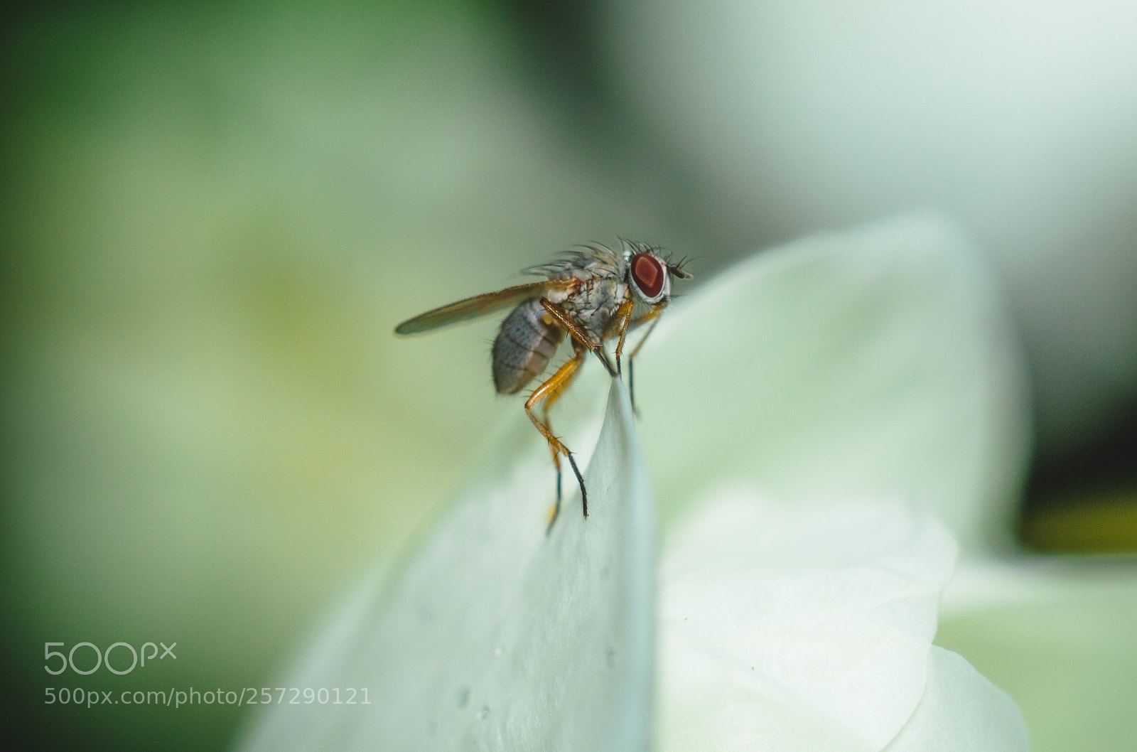 Canon EOS 600D (Rebel EOS T3i / EOS Kiss X5) sample photo. Fly on flowers photography