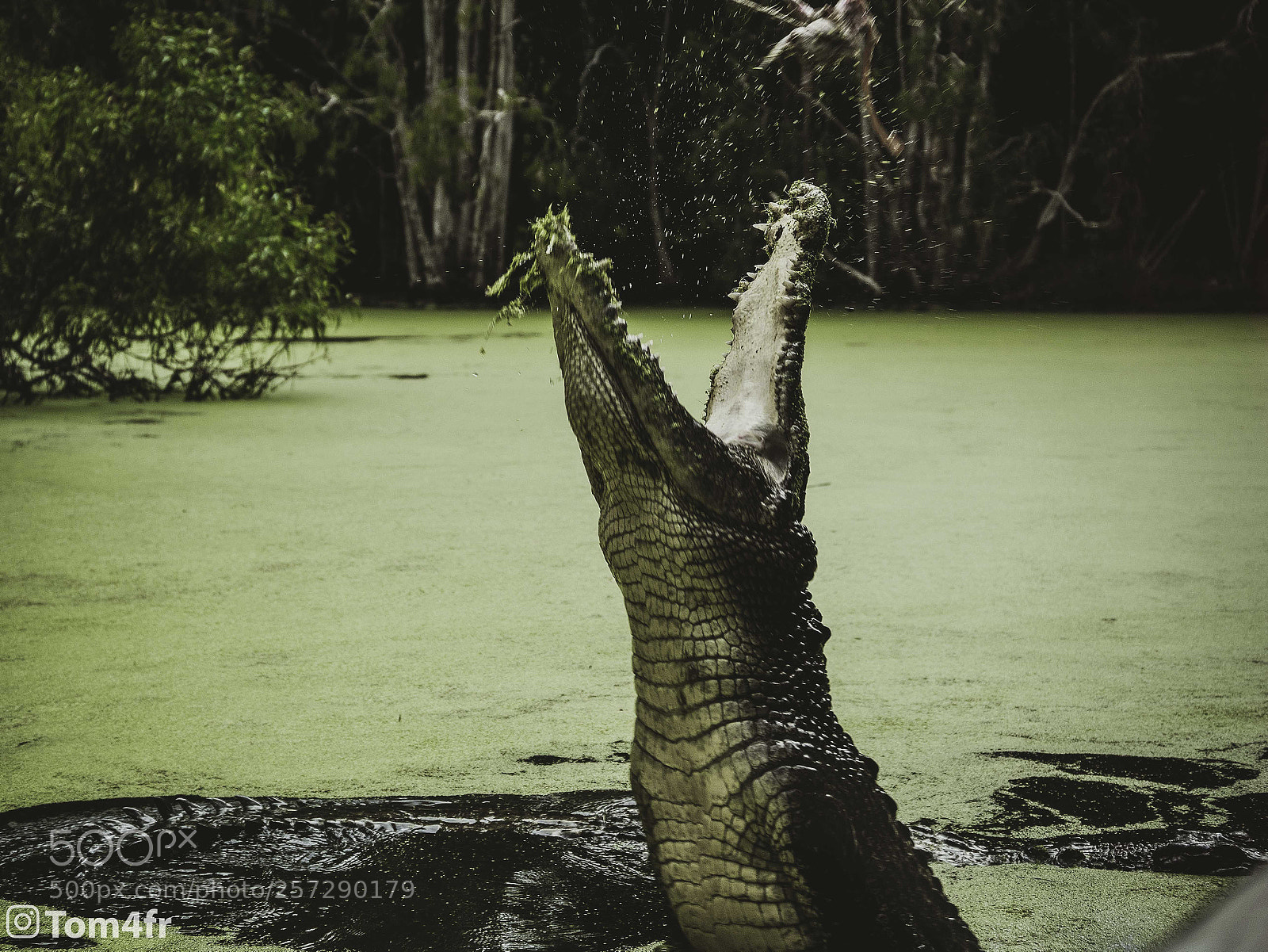 Panasonic Lumix DC-GH5 sample photo. Crocodile in australia photography