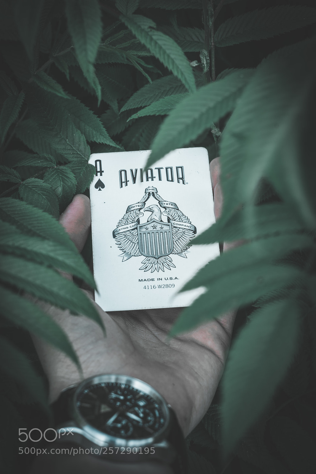 Sony a7 II sample photo. Ace of spades photography