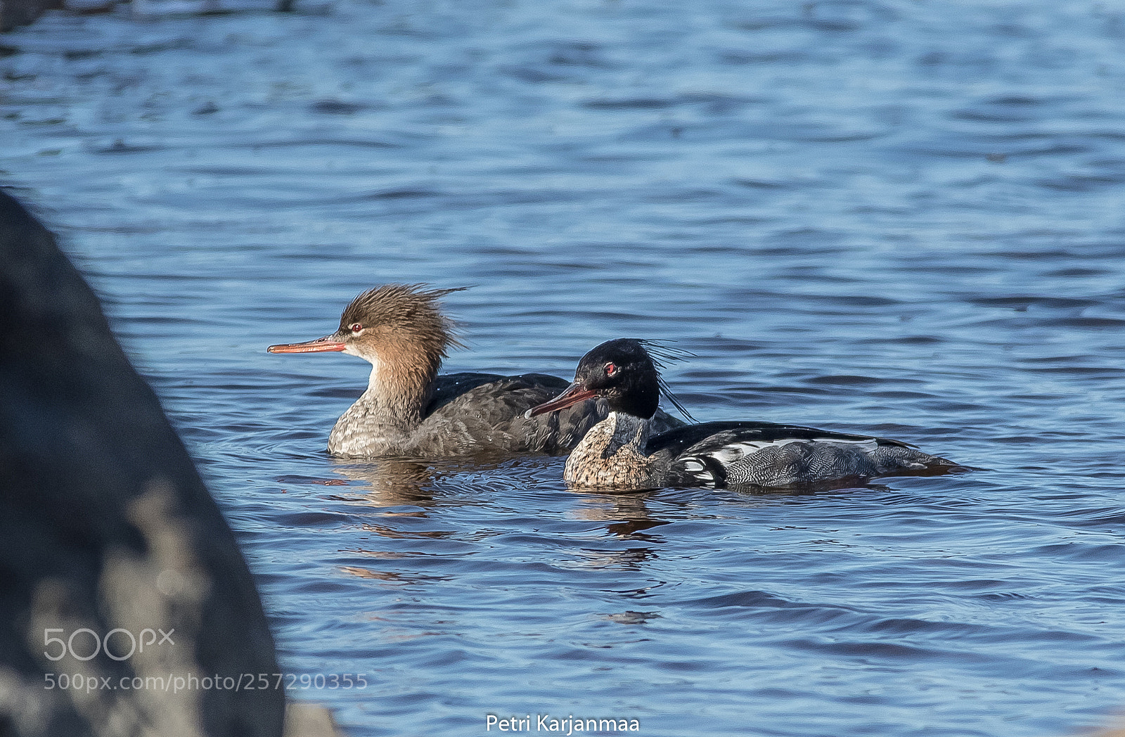 Canon EOS 7D Mark II sample photo. Mergus serrator photography