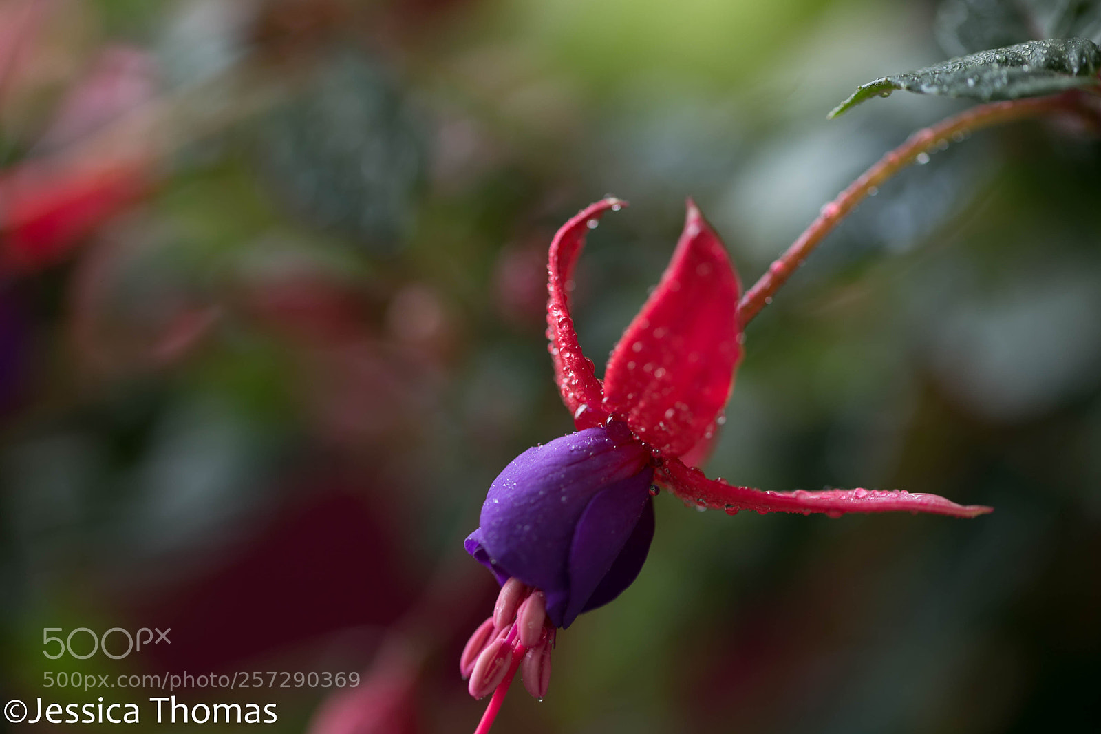 Canon EOS 6D sample photo. Untitled photography