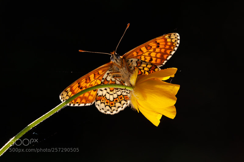 Canon EOS 5D Mark II sample photo. Glanville fritillary in backlight photography